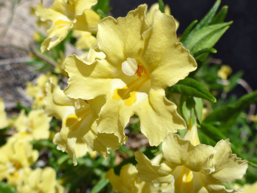 Curly-edged petals