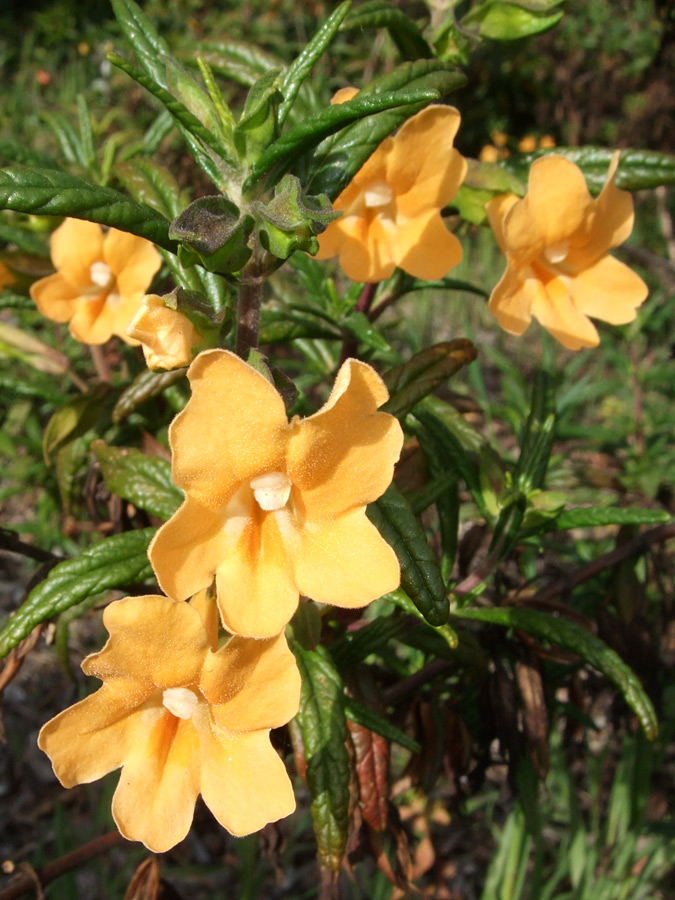 Flowers and leaves