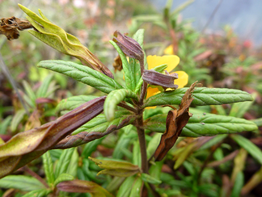 Stem and leaves