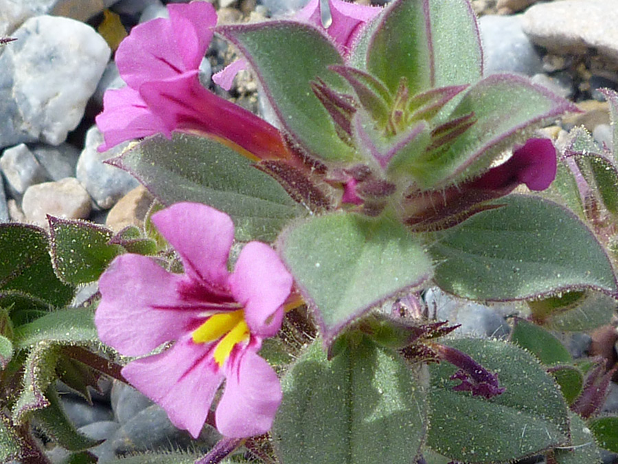 Flowers and leaves