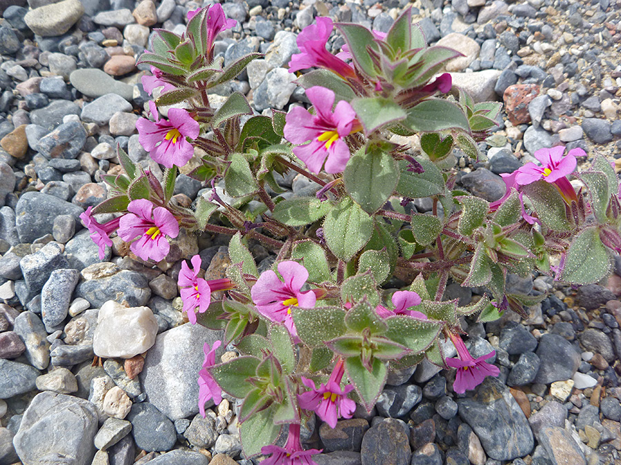 Mimulus Bigelovii