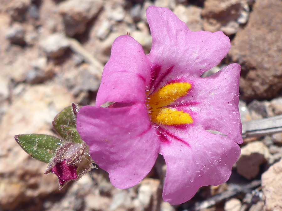 Lightly hairy corolla