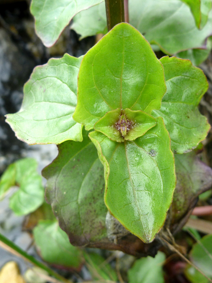 Light green leaves