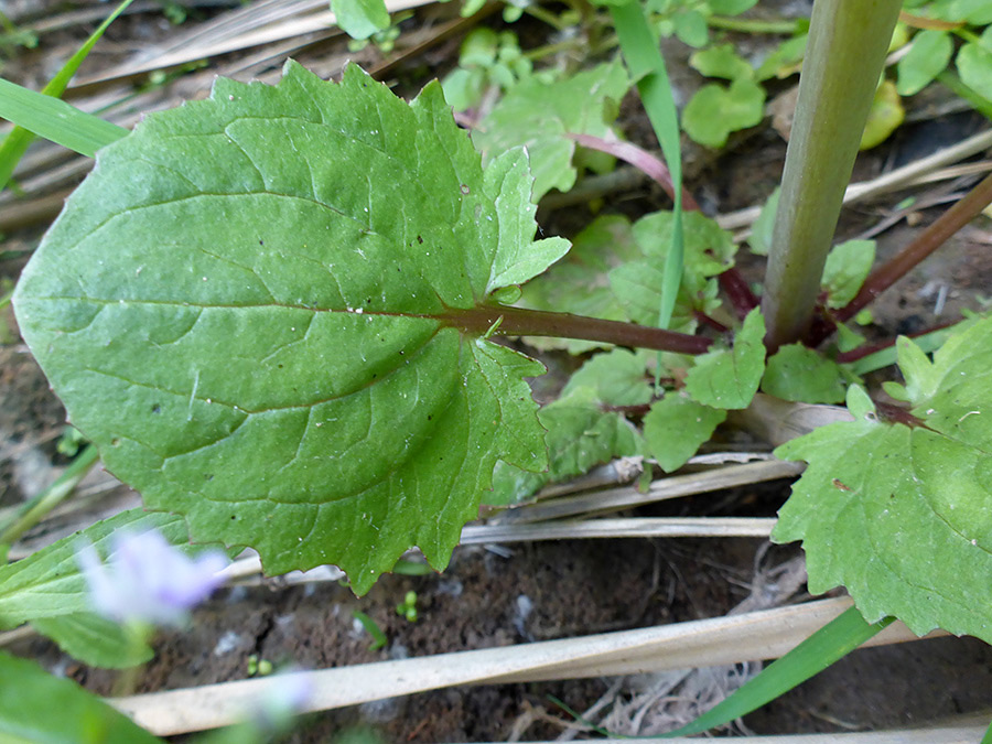 Broad oval leaf