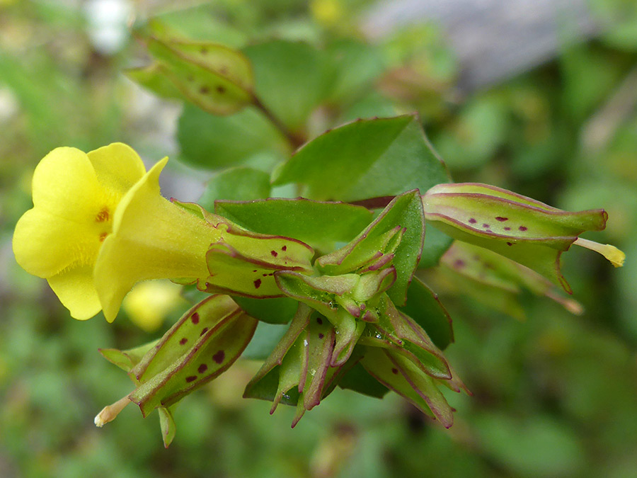 Flower and calyces