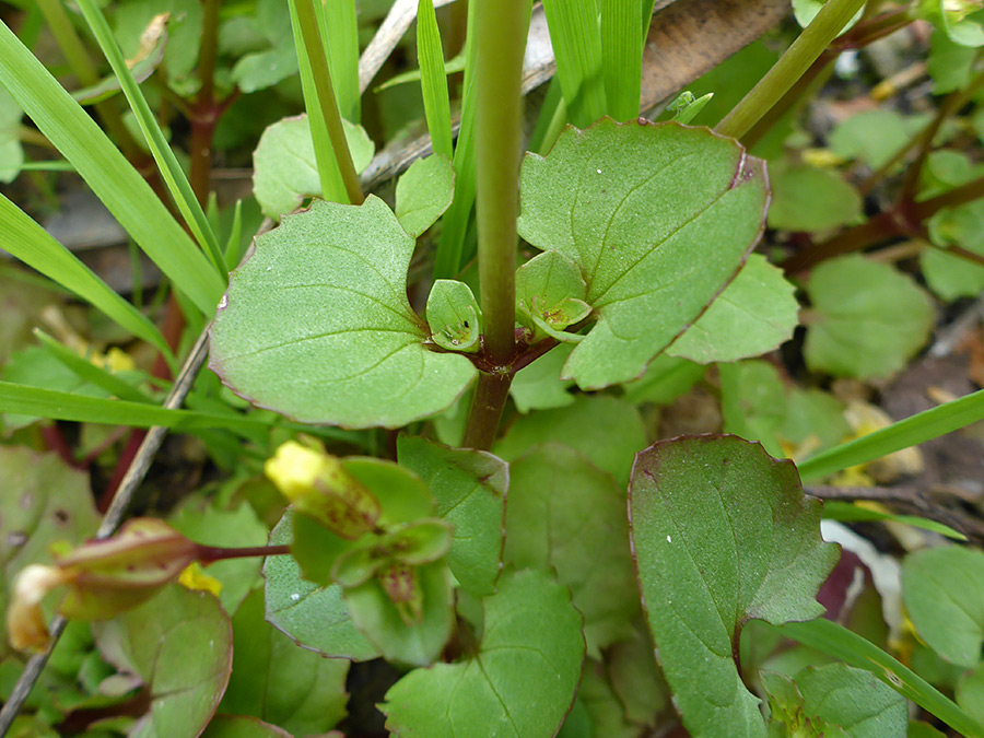 Lower stem