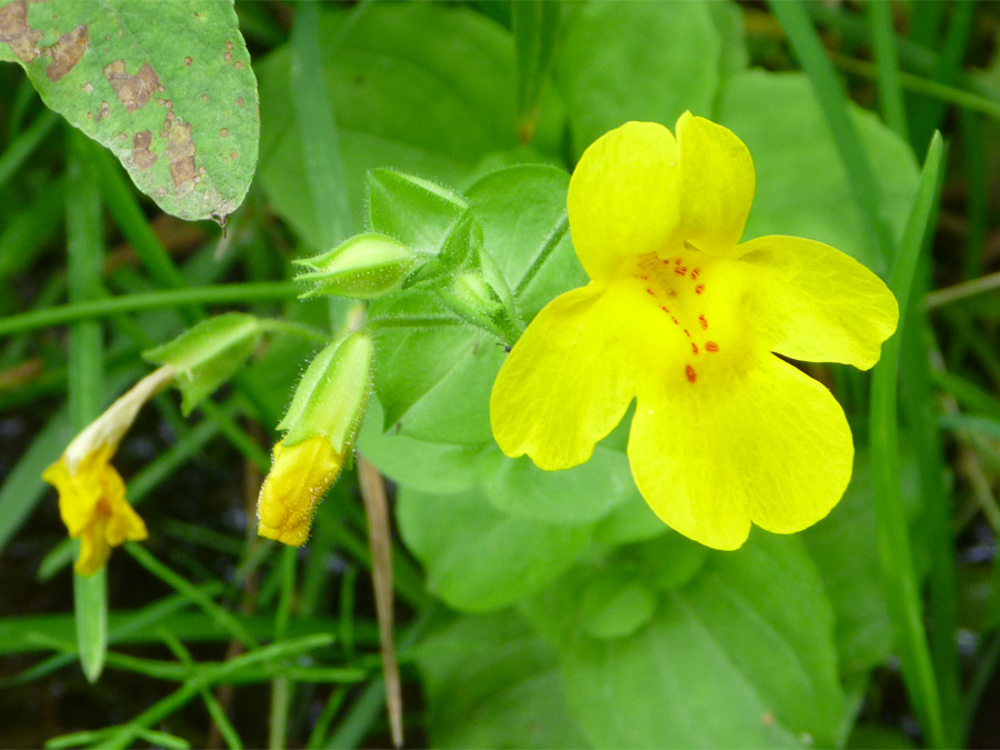 Flower and buds