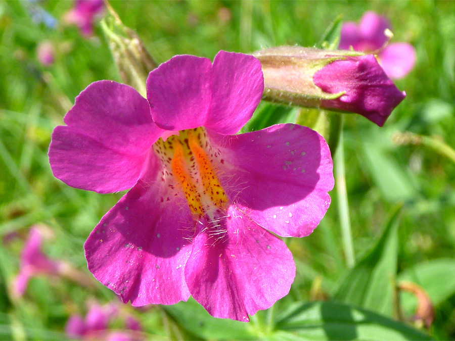 Beautiful pink flower
