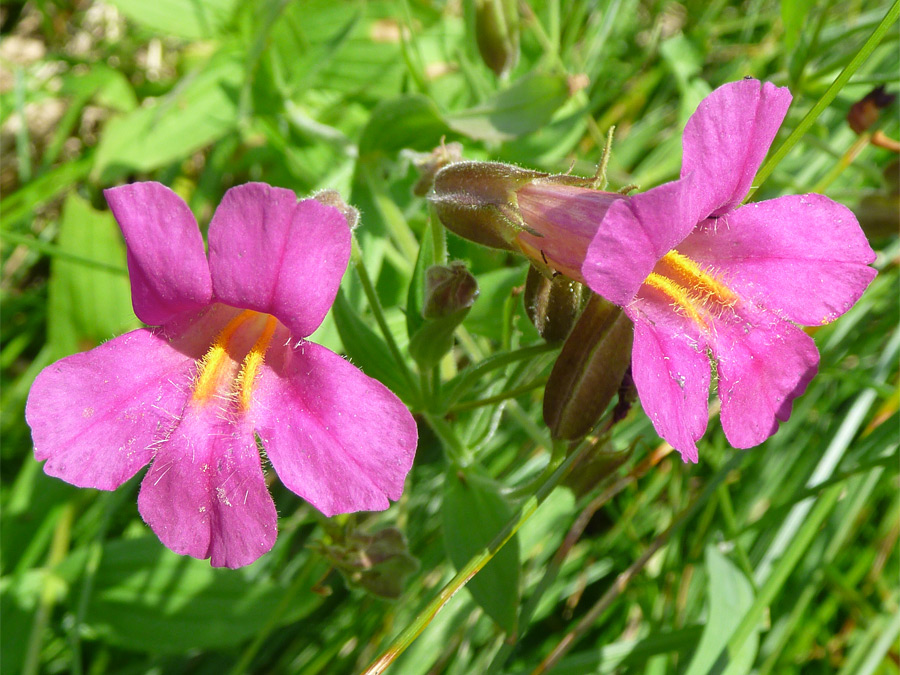 Lewis monkeyflowers