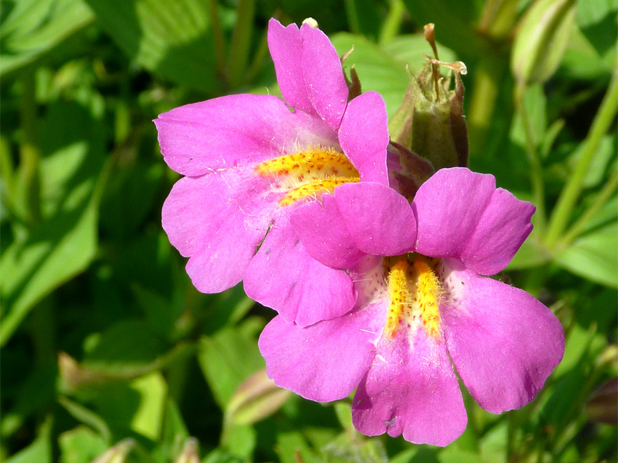 Large flowers