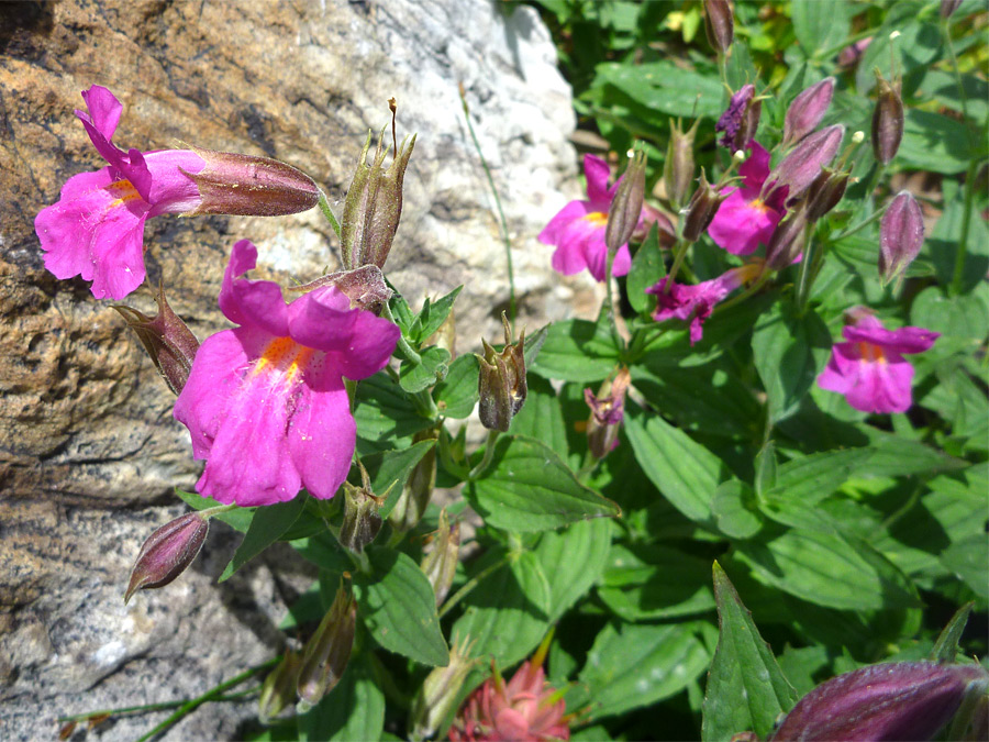 Flowers and buds