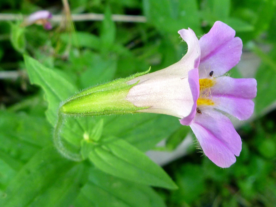 Side of a flower
