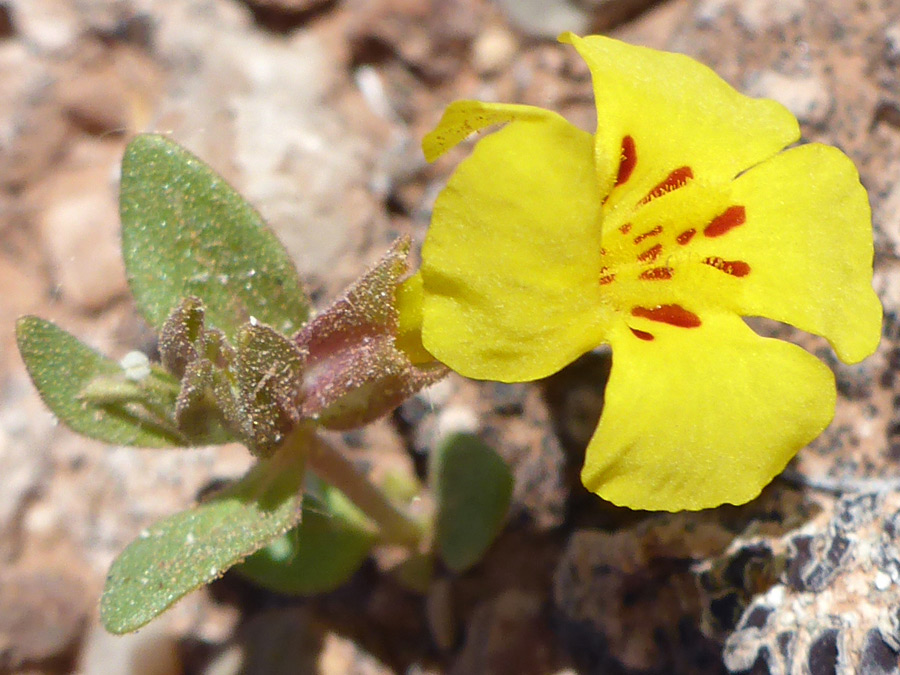 Flower and leaves