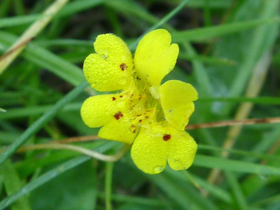 Five-lobed flower