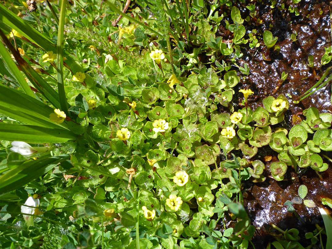 Many leaves and flowers