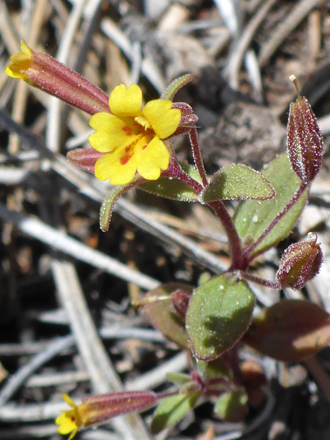 Yellow flower