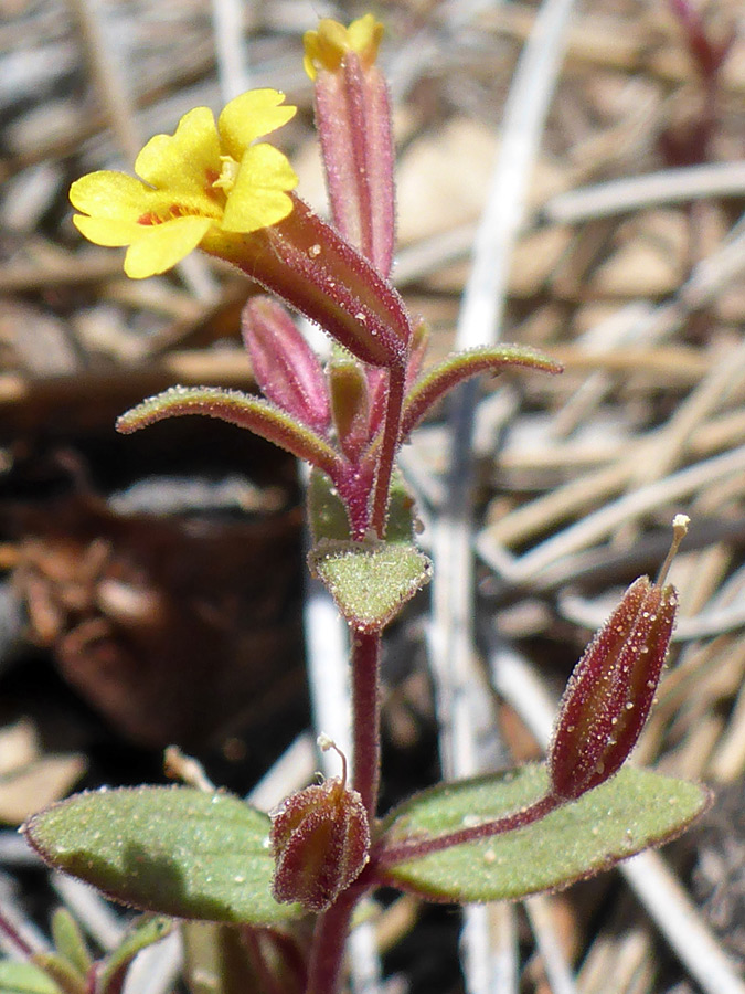 Flowering stem