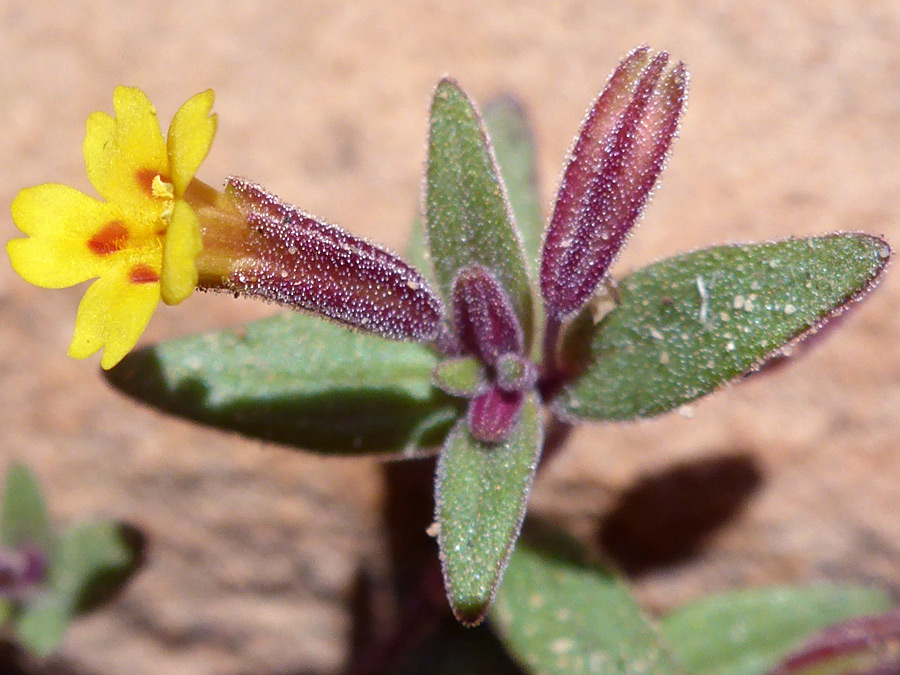 Reddish calyces