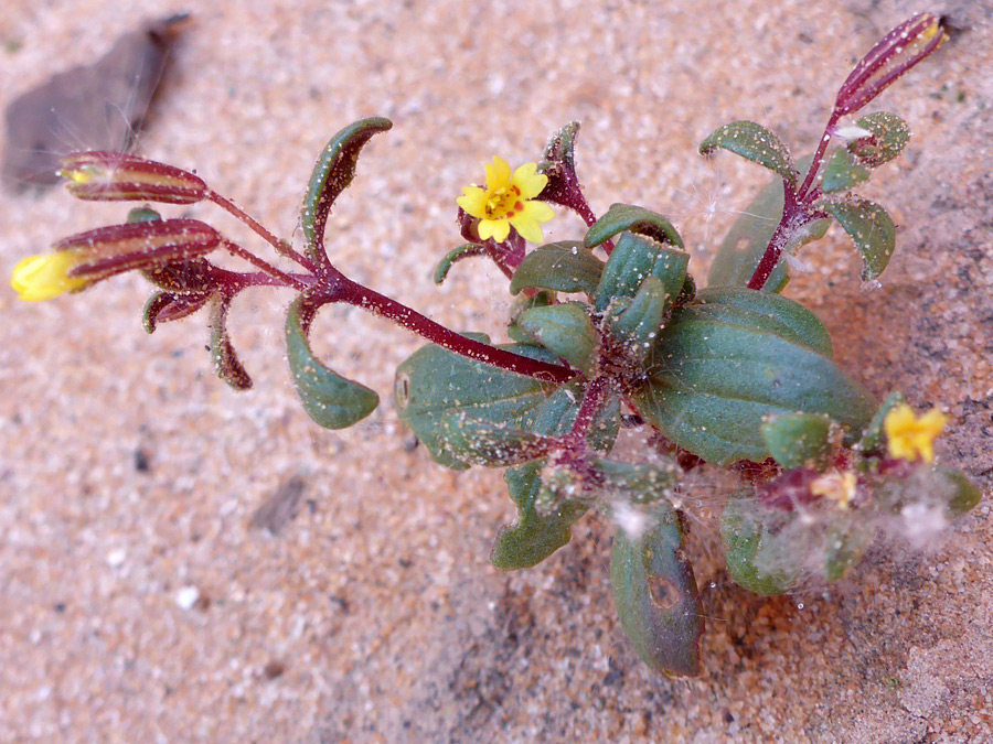 Plant on sand