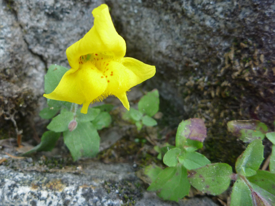 Lobed yellow flower