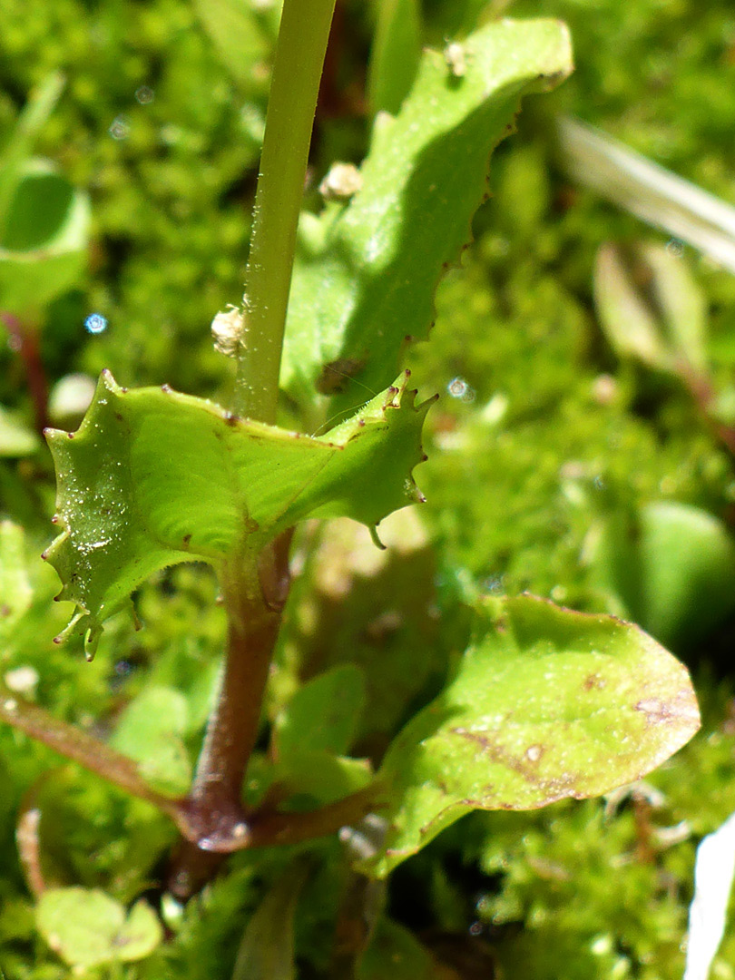 Toothed leaves