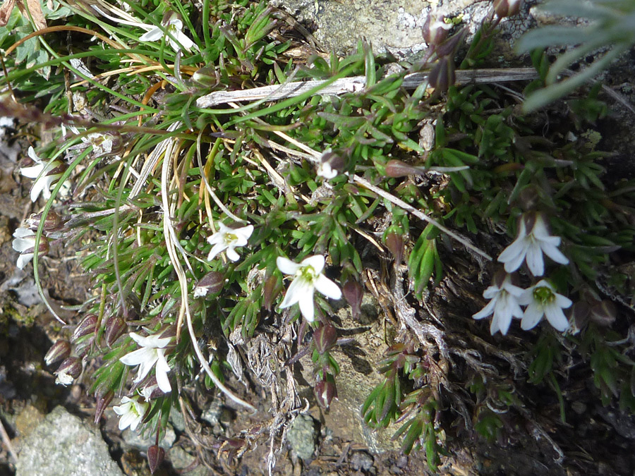 White flowers and green leaves