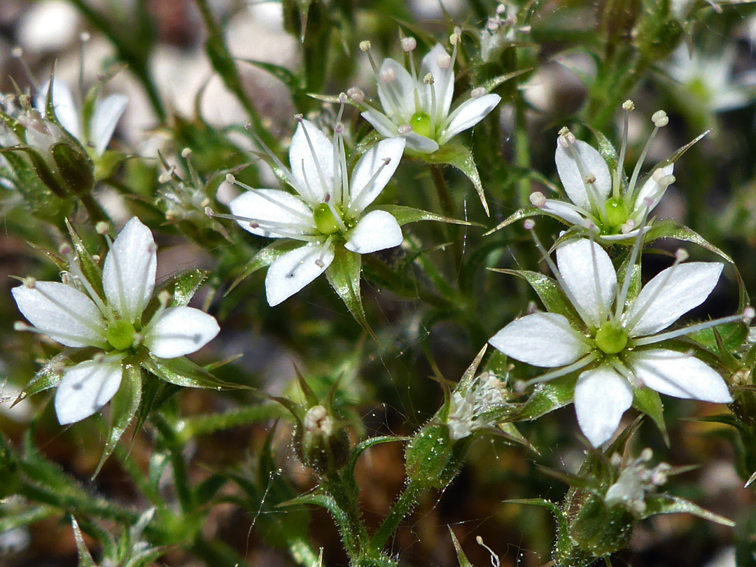 White petals and green sepals