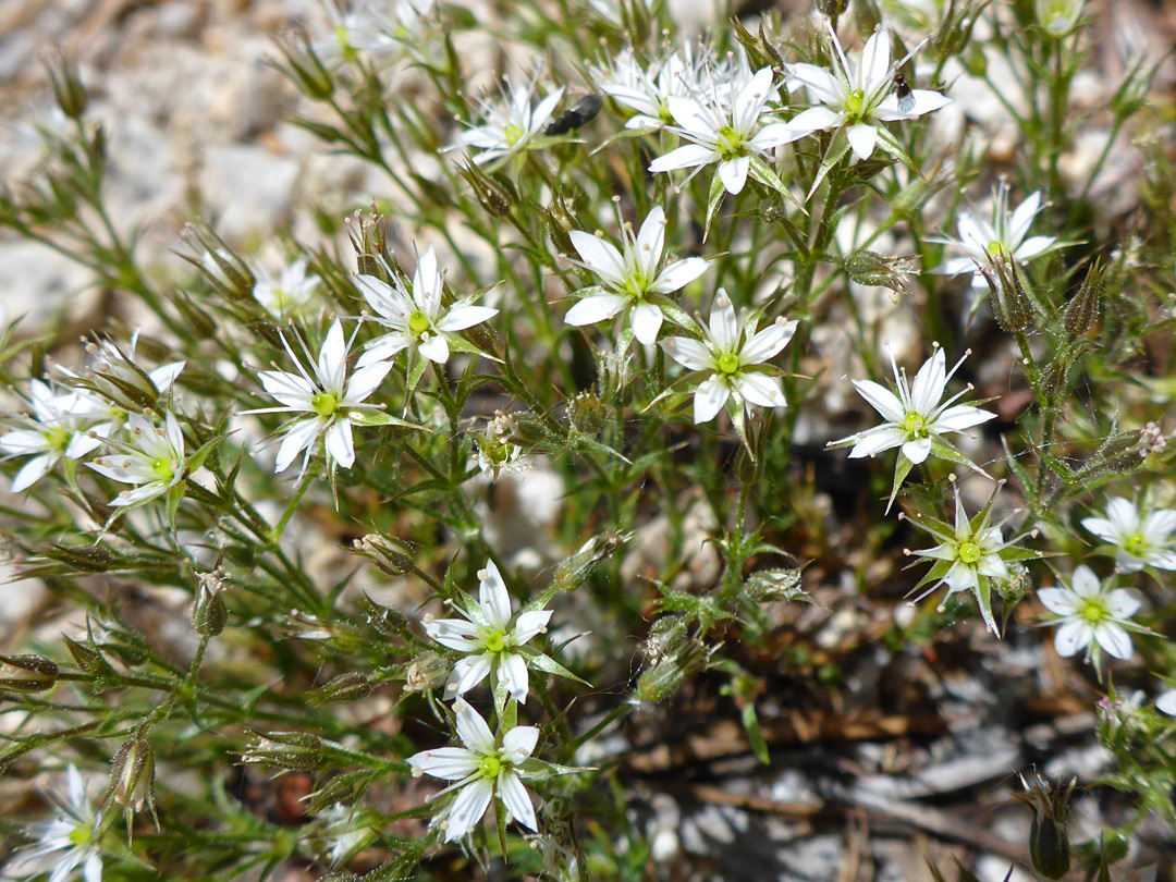 Leaves and flowers