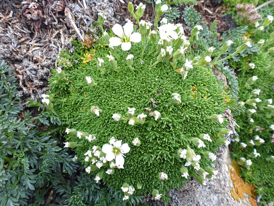 Leaves and flowers