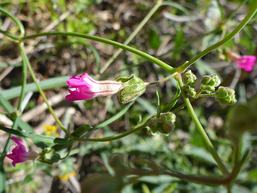 Flowers and buds