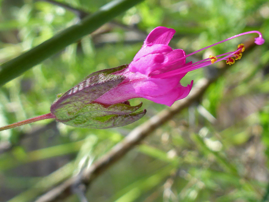 Protruding stamens