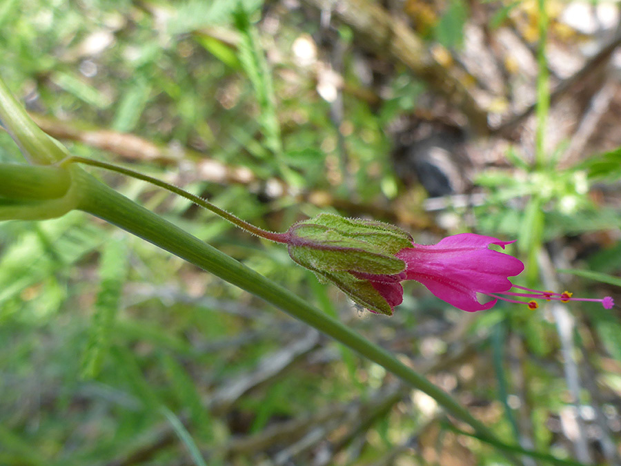 Green calyx