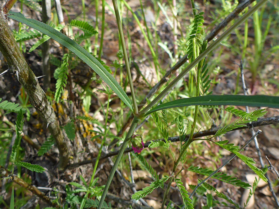 Linear leaves