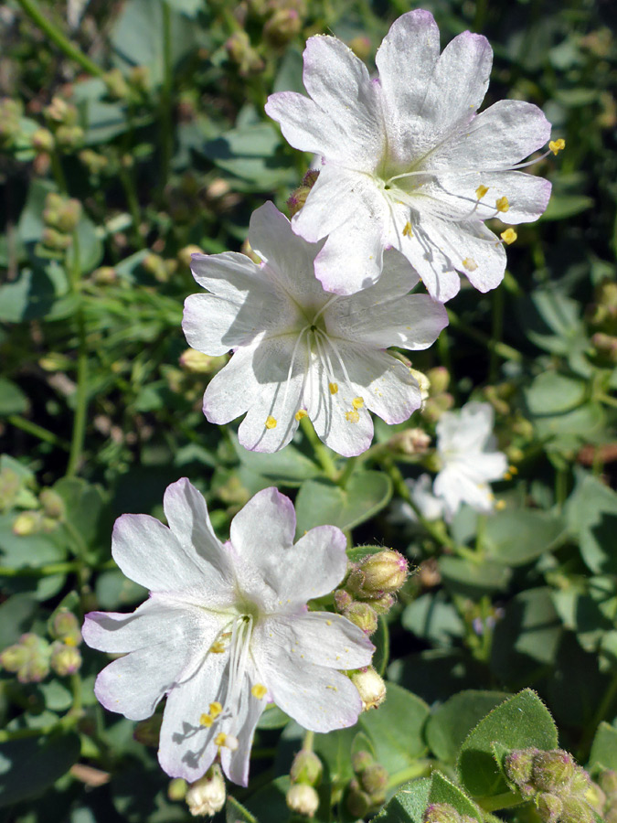 Three flowers