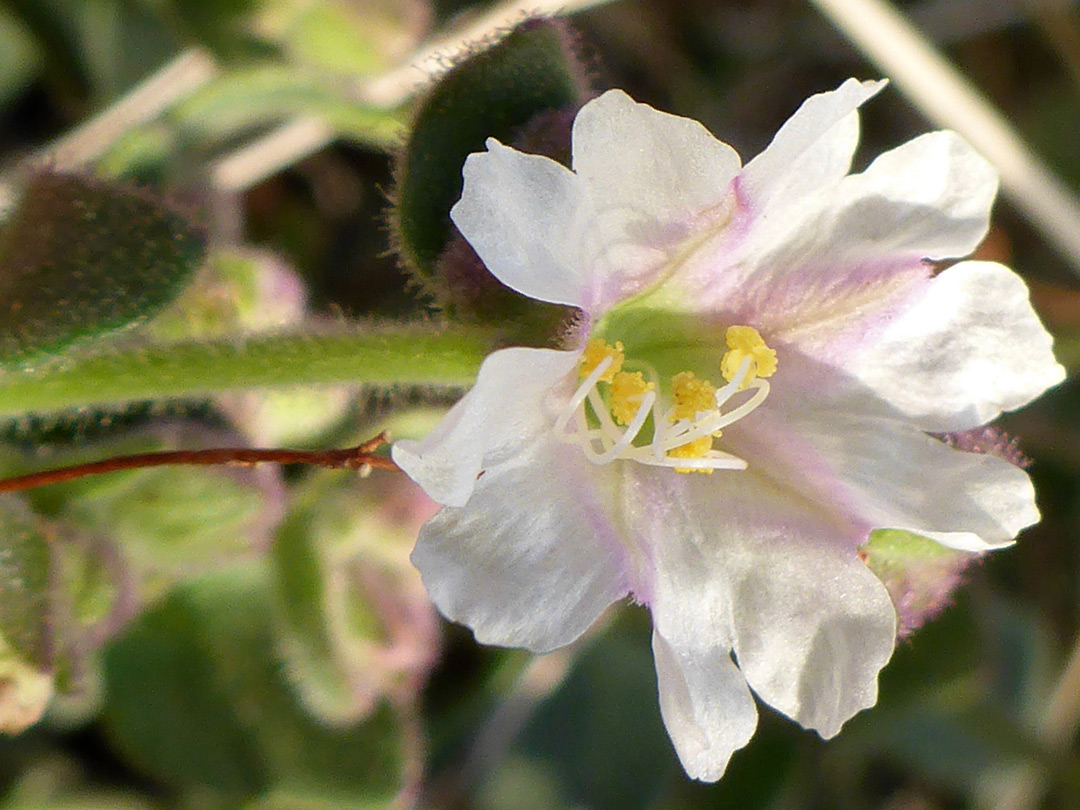 Pinkish-white flower