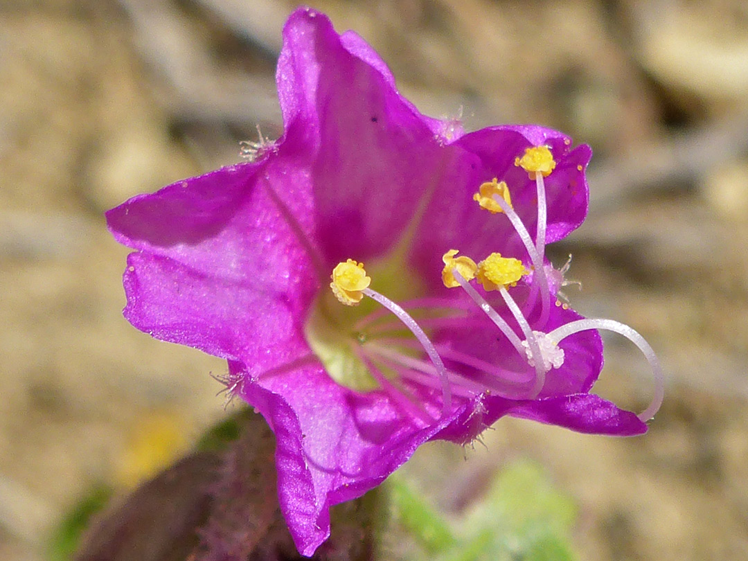 Corolla, filaments and anthers