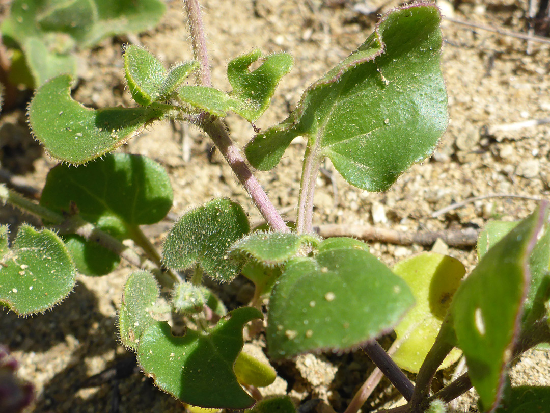 Sparsely-hairy leaves