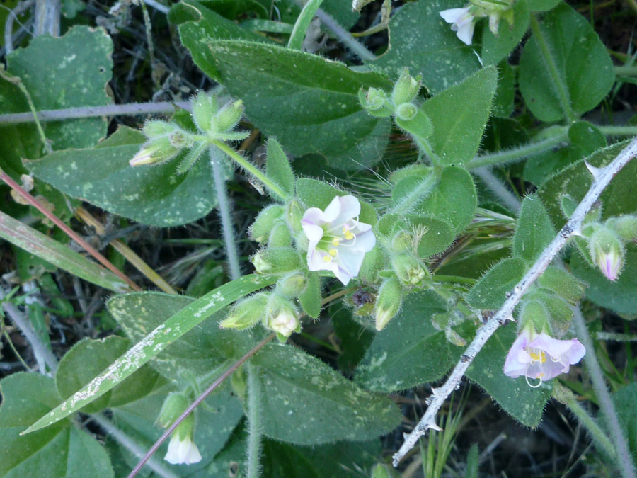 Dark green leaves