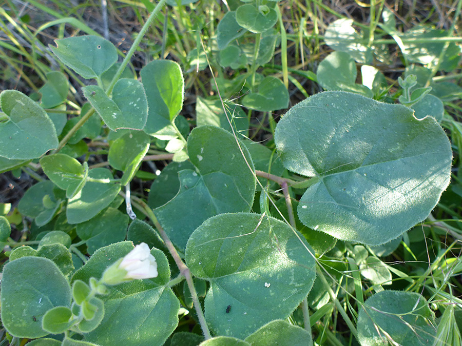 Ovate leaves