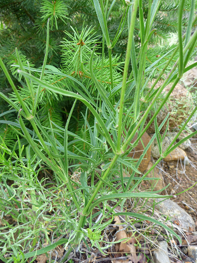 Foliage