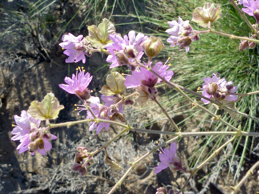 Flowers and bracts