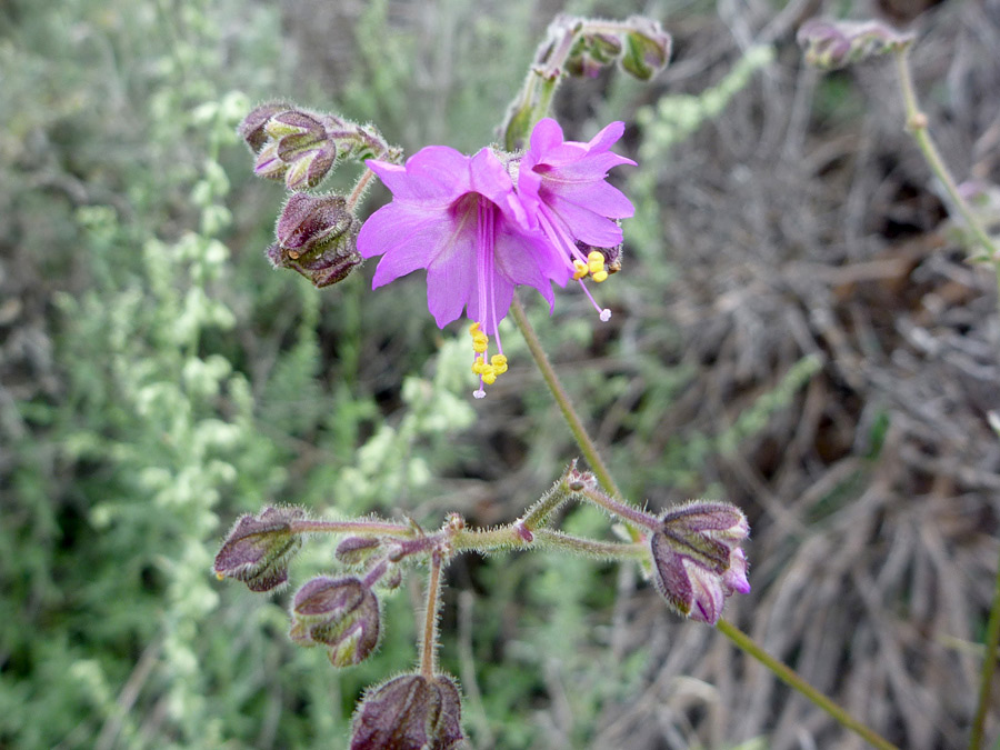 Flowers and buds