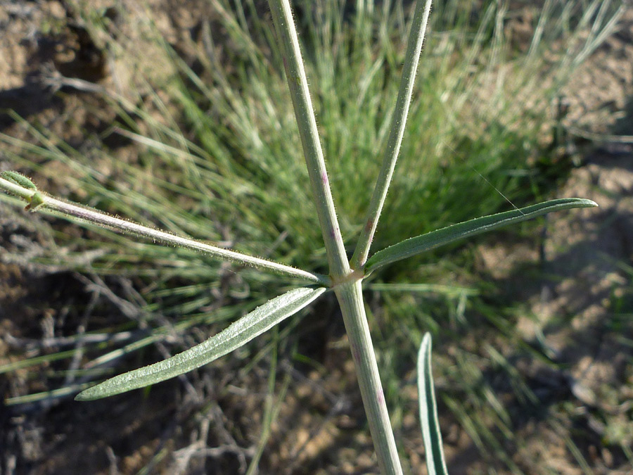 Stems and leaves