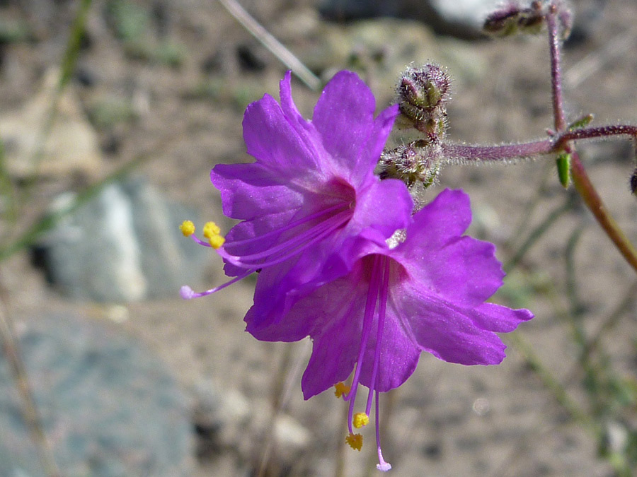 Two flowers