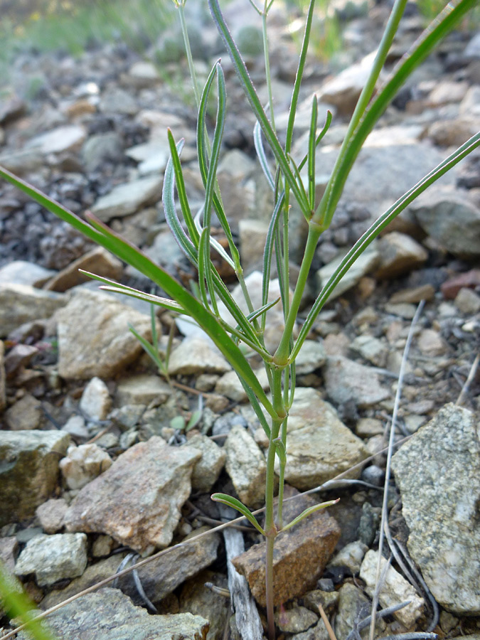 Leaves