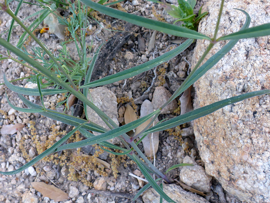 Linear stem leaves