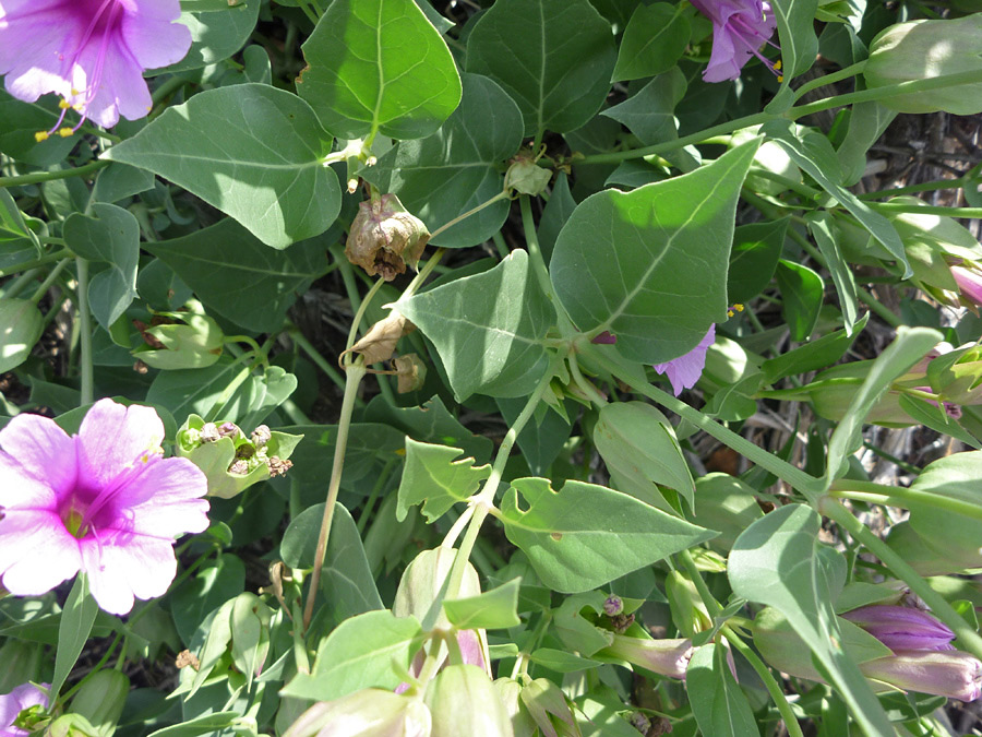 Leaves and stems