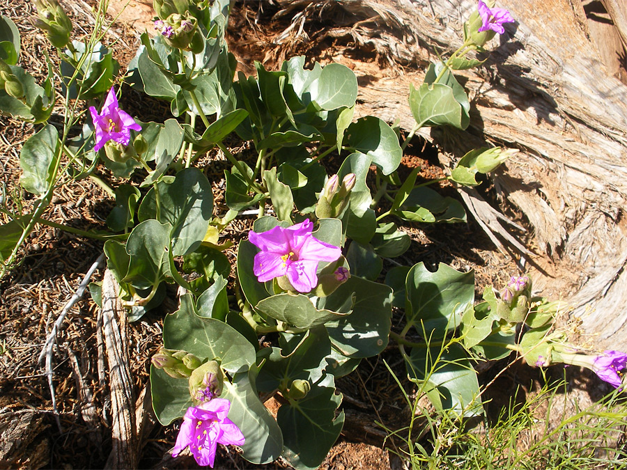 Five-petaled pink flowers