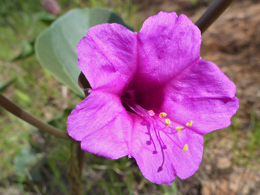 Yellow-tipped stamens