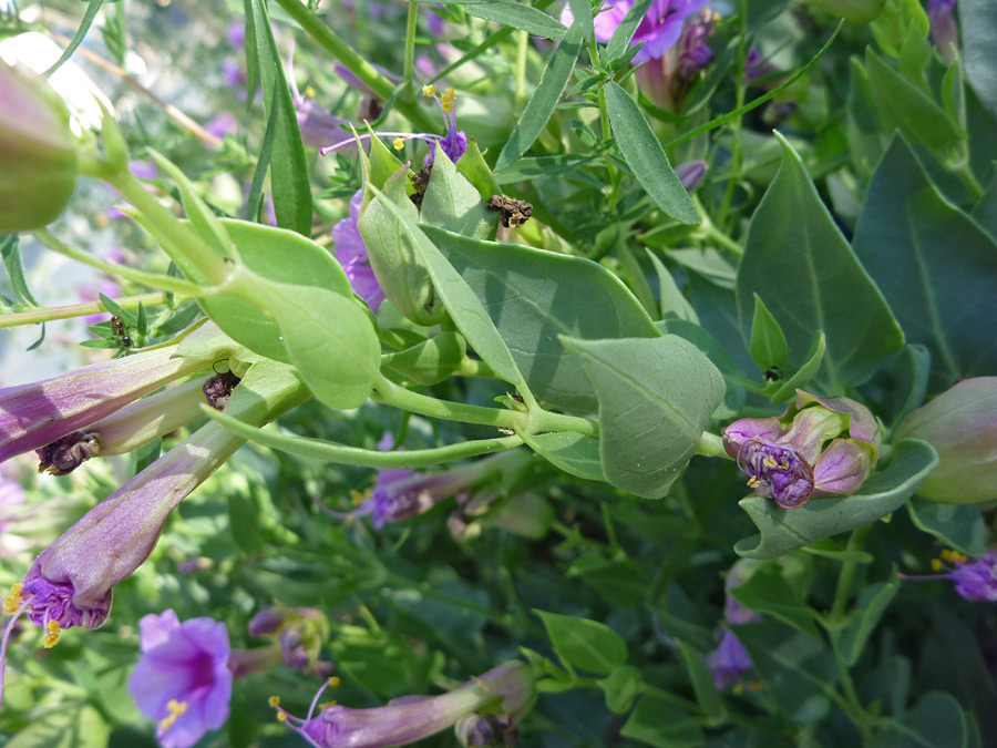 Leaves and stems